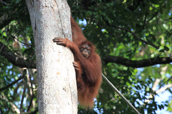 Orang Utan